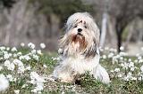 LHASSA APSO 049